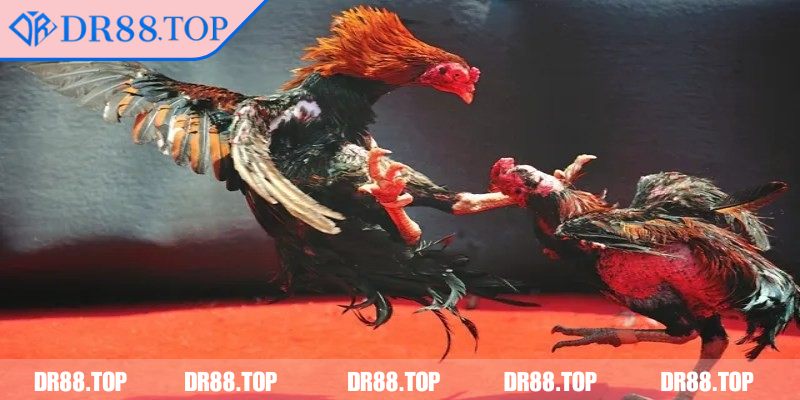 Đặt cược nhanh chóng và minh bạch mọi lúc