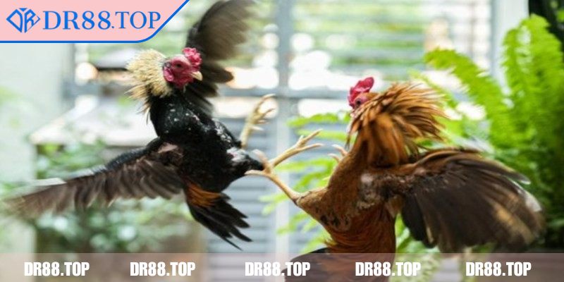 Nạp tiền và quản lý ví cá cược trực tuyến