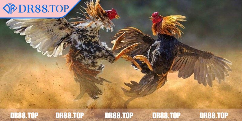 Tổng quan về hình thức đá gà 4k DR88