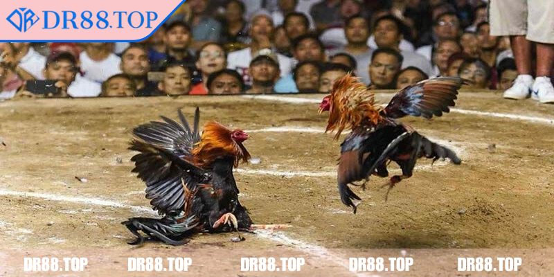 Giới thiệu về loại hình đá gà cựa dao DR88