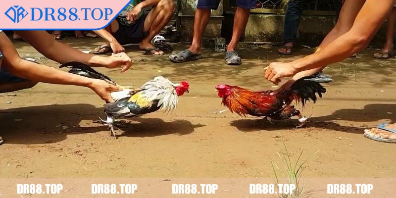 Quy định về cựa dao cùng trọng lượng gà
