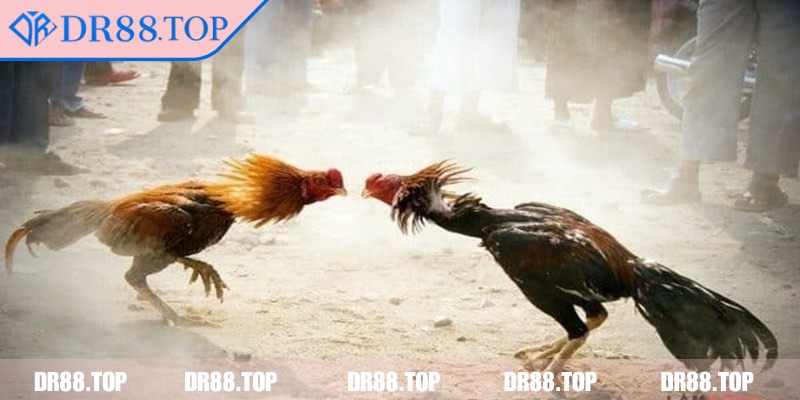 Đá gà cựa dao có tính sát thương cao