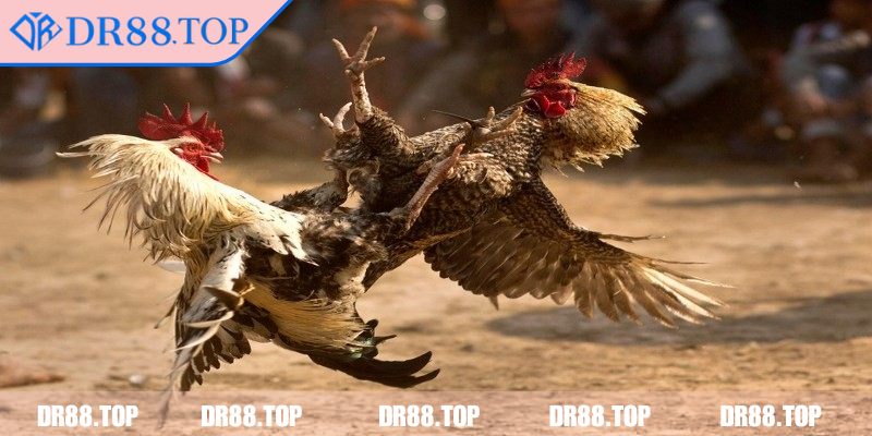 Sơ lược khái niệm đá gà cựa sắt DR88