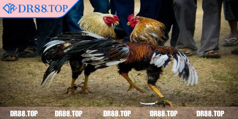 Cách tổ chức và thời gian trận đấu chuẩn