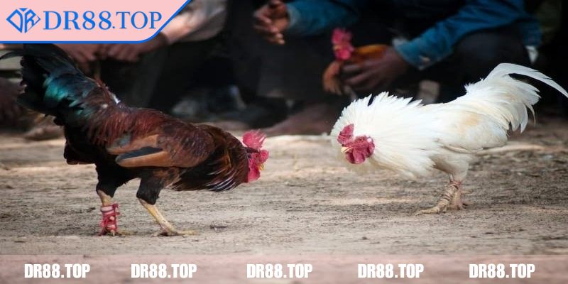 Cược xiên nhiều trận đấu để tăng phần thưởng