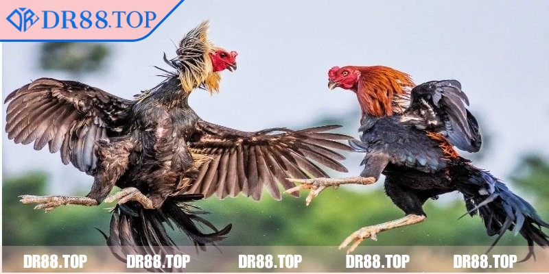 Khái quát tổng quan về đá gà thomo DR88