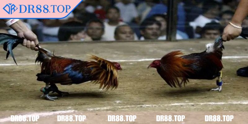 Nhận biết hiệu suất thi đấu theo từng hiệp đấu