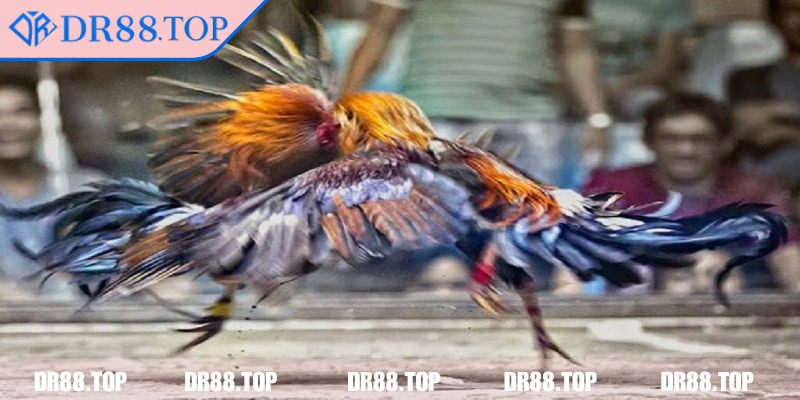 Thiết kế giao diện trang cược dễ sử dụng