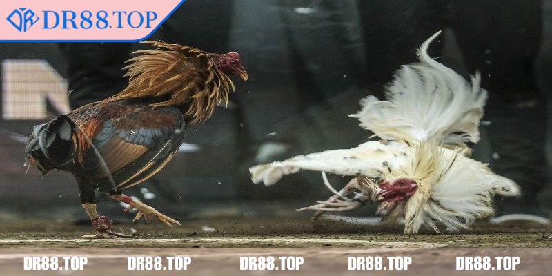 Phân tích trọng lượng và tỷ lệ thắng thua