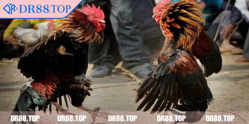 Tổng quan vài nét chính về đá gà tre DR88