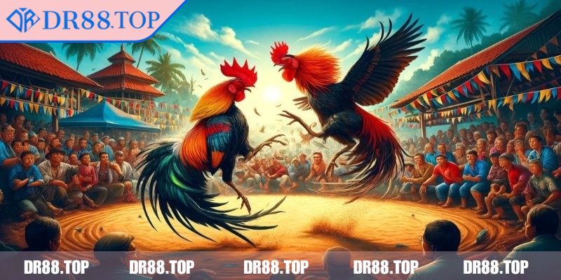 Giới thiệu về hình thức đá gà trực tiếp DR88