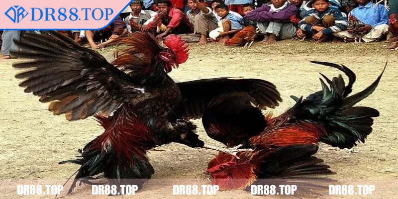 Theo dõi trọng tài và cách xử lý tình huống